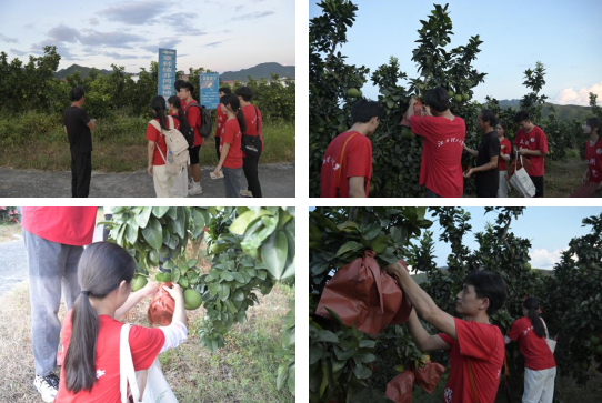 木瓜视频
：深入走访调研 青春力量助力乡村振兴_fororder_图片8